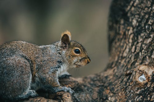 Free Squirrel on Brown Tree Branch Stock Photo