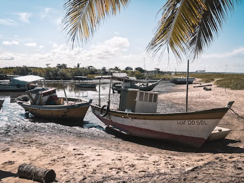 Безкоштовне стокове фото на тему «bahia, luz do sol, mangue»