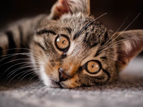 Free Intimate close-up of a tabby kitten lying down, showcasing its vivid eyes and whiskers. Stock Photo