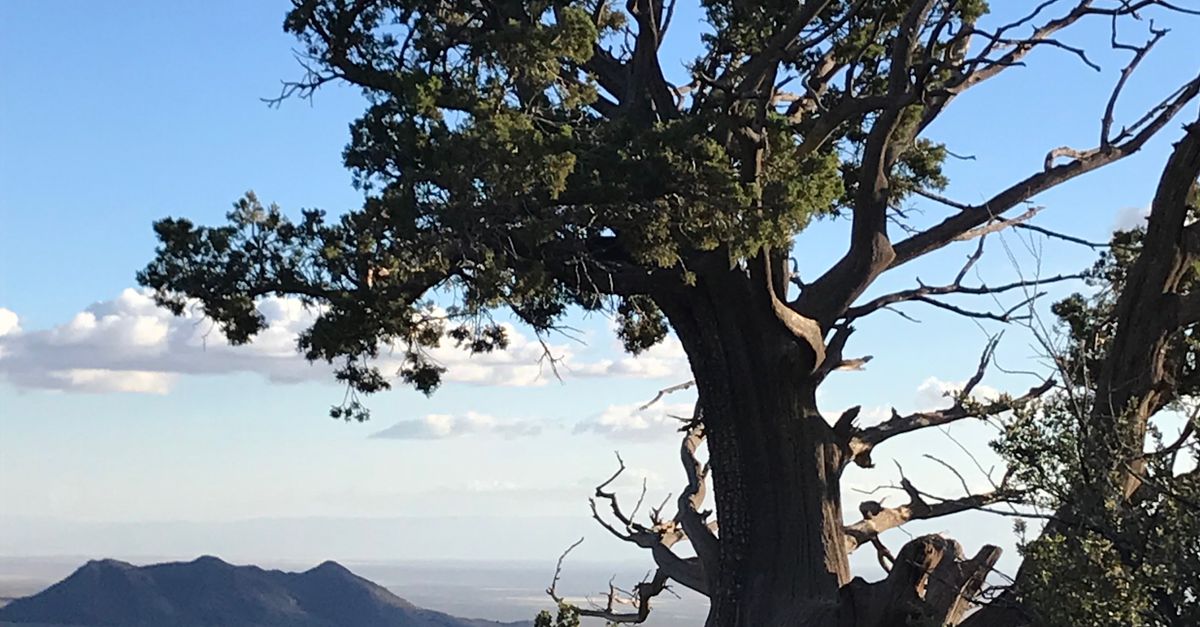 Daytime Tree Photography of Tree During Daytime · Free Stock Photo