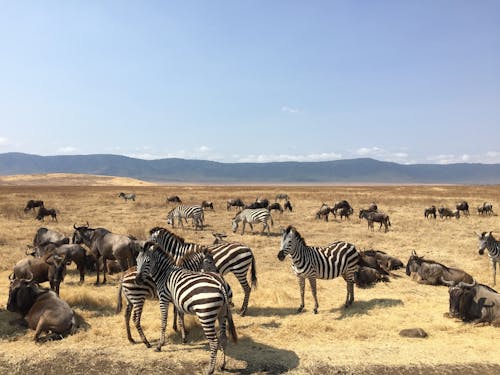 Photograph of Zebras and Wildebeests on a Field