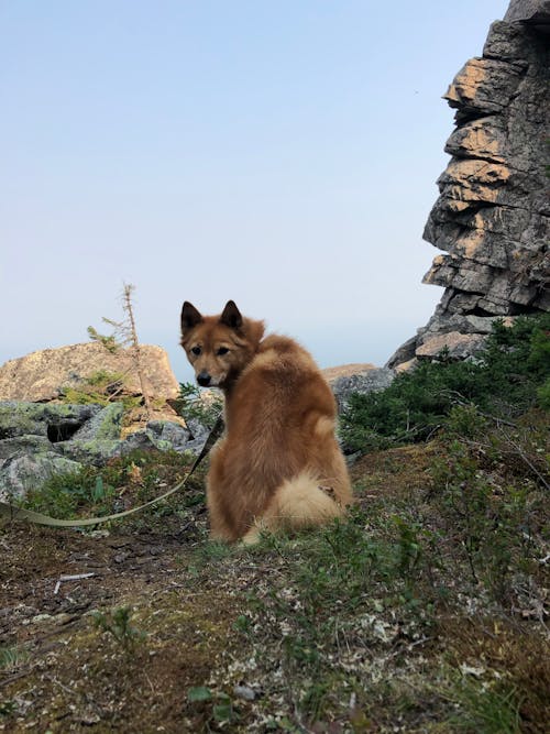 Free Photo of a Finnish Spitz Dog Looking Back at the Camera Stock Photo