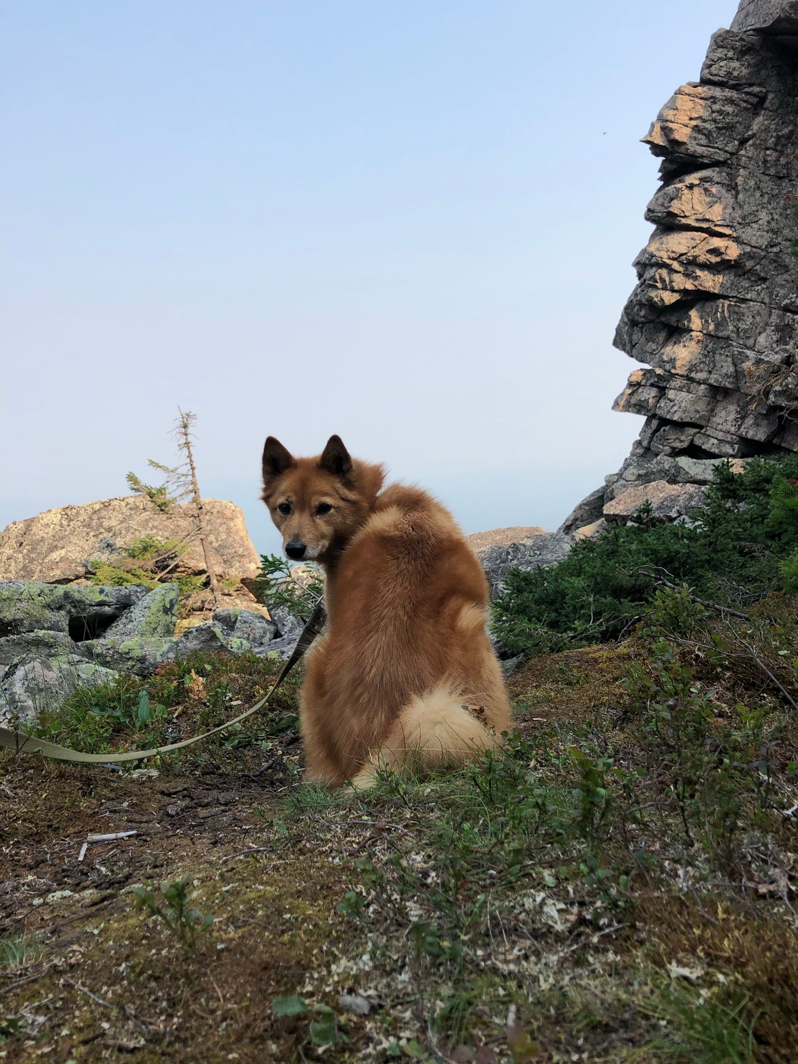 Adult fox-red Finnish Spitz dog looking back at the camera, photo by Helen on Pexels