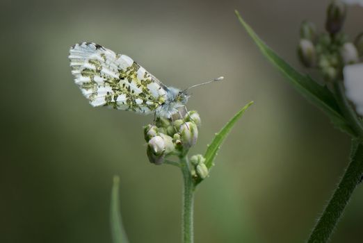 Macro Shot of an Orange-Tip Butterfly
