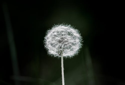 Macro Shot of a White Dandelion