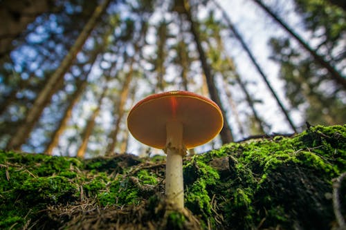 Fotobanka s bezplatnými fotkami na tému divoké huby, machovitý, nízkouhlá fotografia