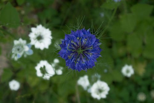 Close-Up Shot of a Blue Flower in Bloom