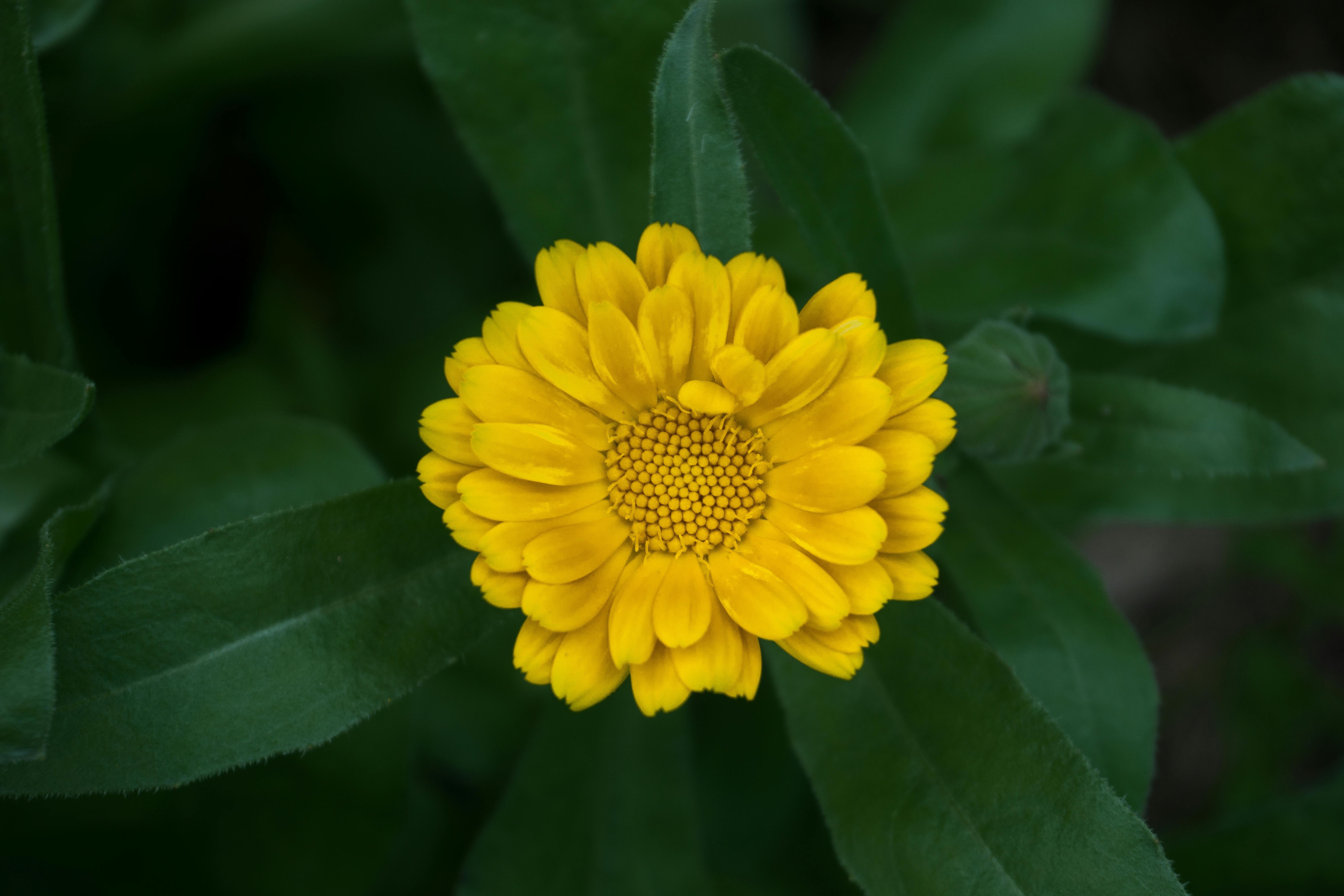 Calendula