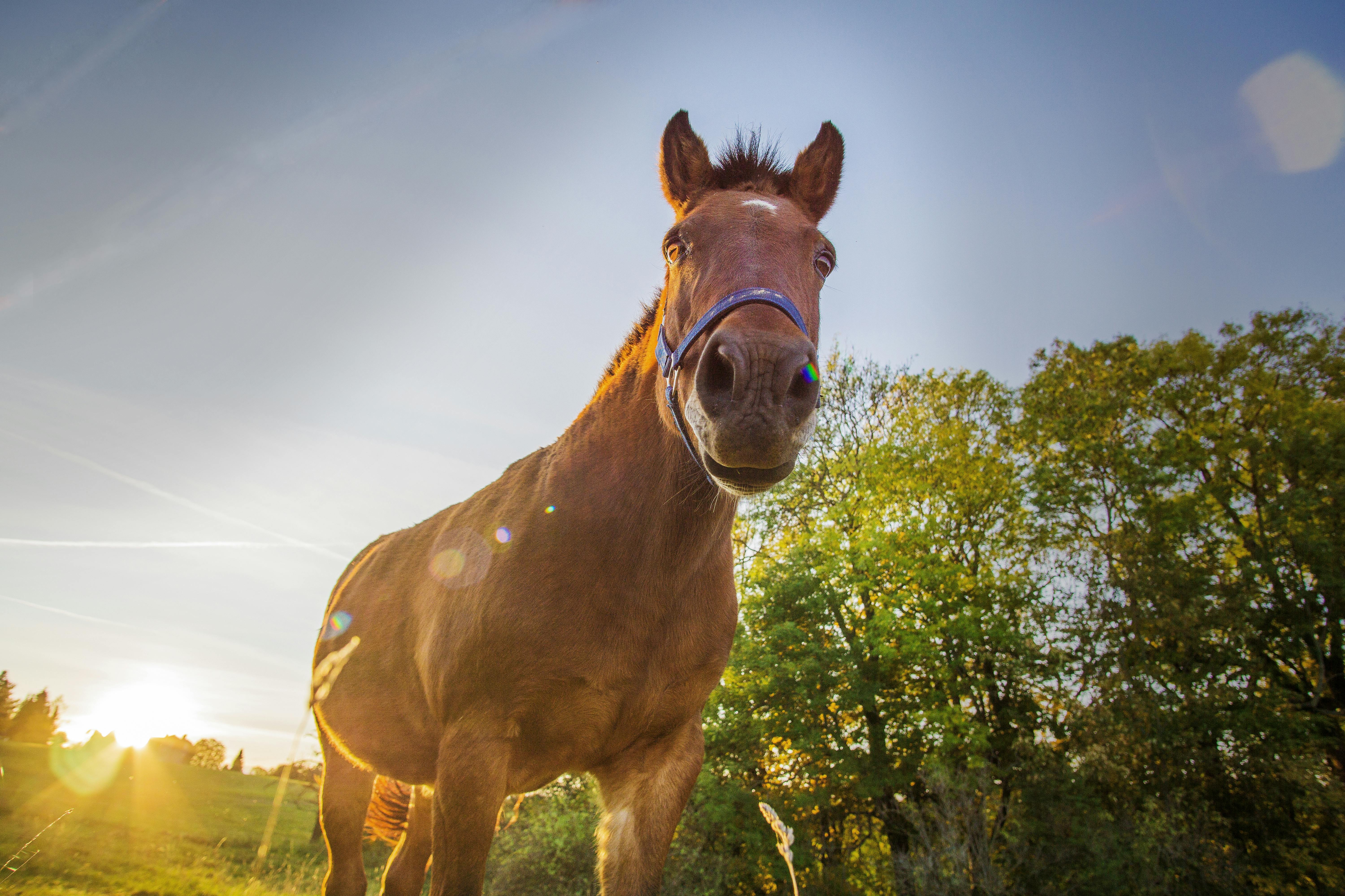 epiq Animal Health and Interpath Global Celebrate One Year in United States Distribution and E-Commerce - EquiManagement — Ph