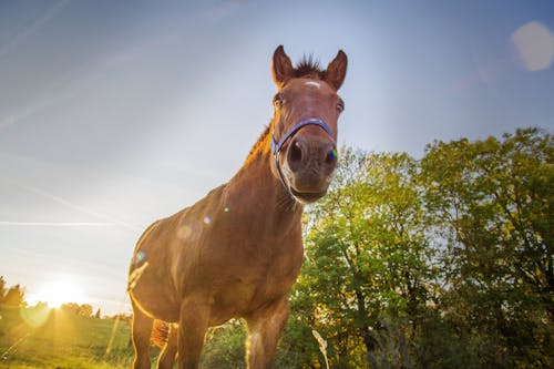 Free Low-Angle Shot of a Brown Horse Stock Photo