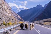 Yax on Highway Road
