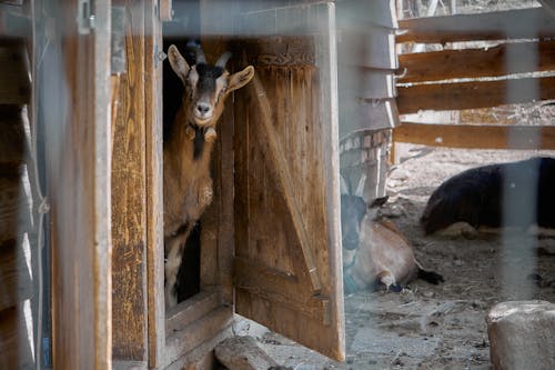 Free Photo of a Goat Near a Brown Wooden Door Stock Photo