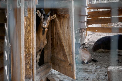 Photo of a Goat Near a Brown Wooden Door