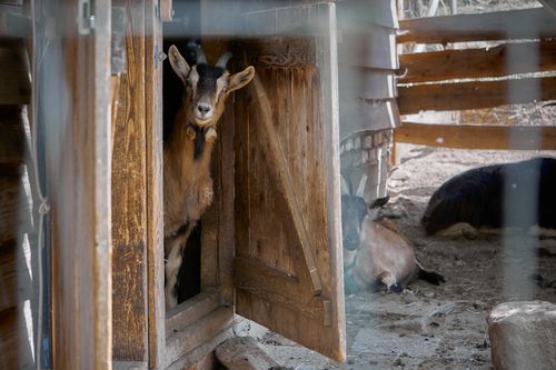 Free A goat peeks from a barn door on a sunny farm, adding charm to rustic life. Stock Photo