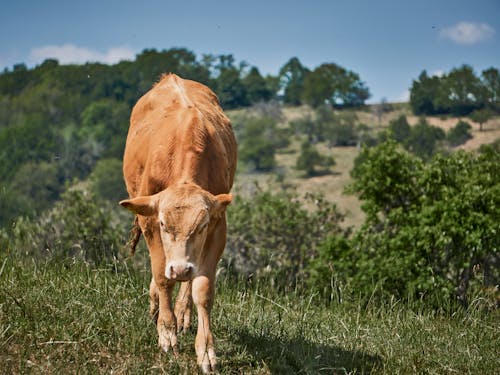 Photograph of a Brown Calf on Green Grass