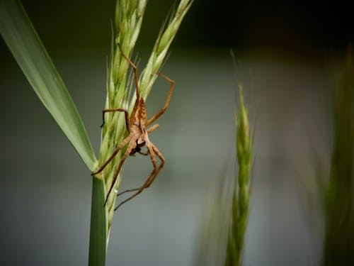 Selective Focus Photo of a Nursery Web Spider on Green Wheat