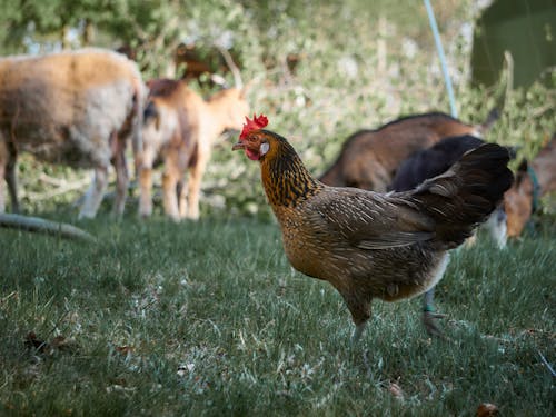 Close-Up Photo of Brown Hen on Green Grass