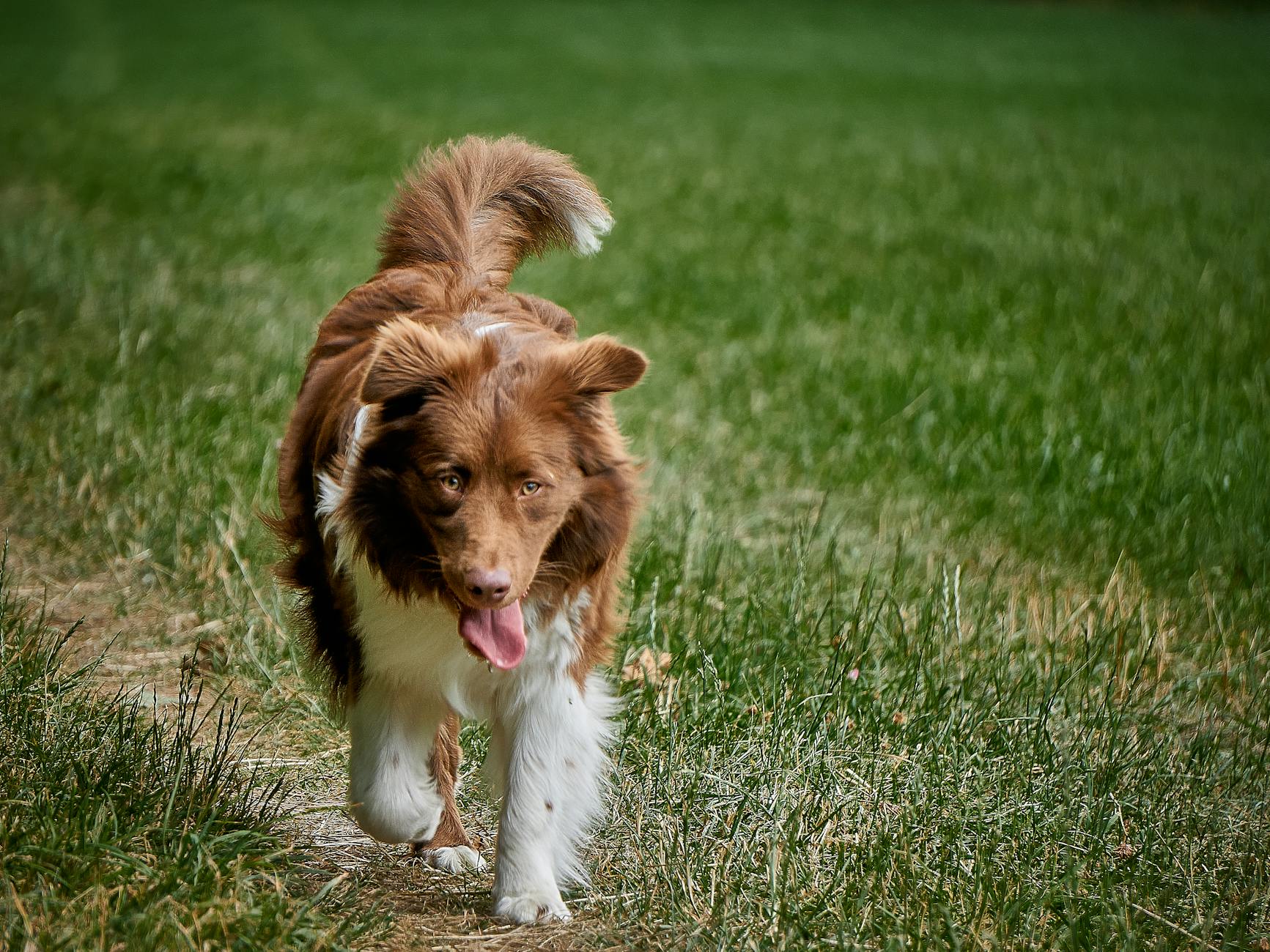 Brown Australian Shepherd dog joyfully walking on grassy path outdoors.