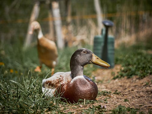 Free Selective Focus Photo of a Duck Near Green Grass Stock Photo