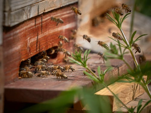 Free stock photo of beehive, bees, farm animals Stock Photo