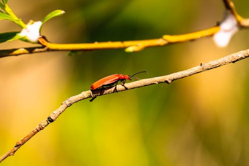 Free A Red Beetle on Brown Stem  Stock Photo