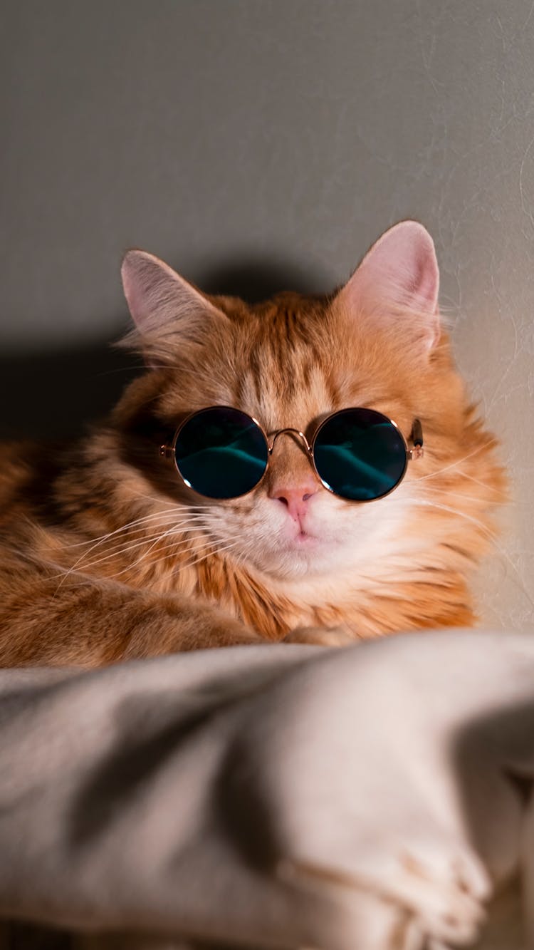 A Cat Wearing Sunglasses