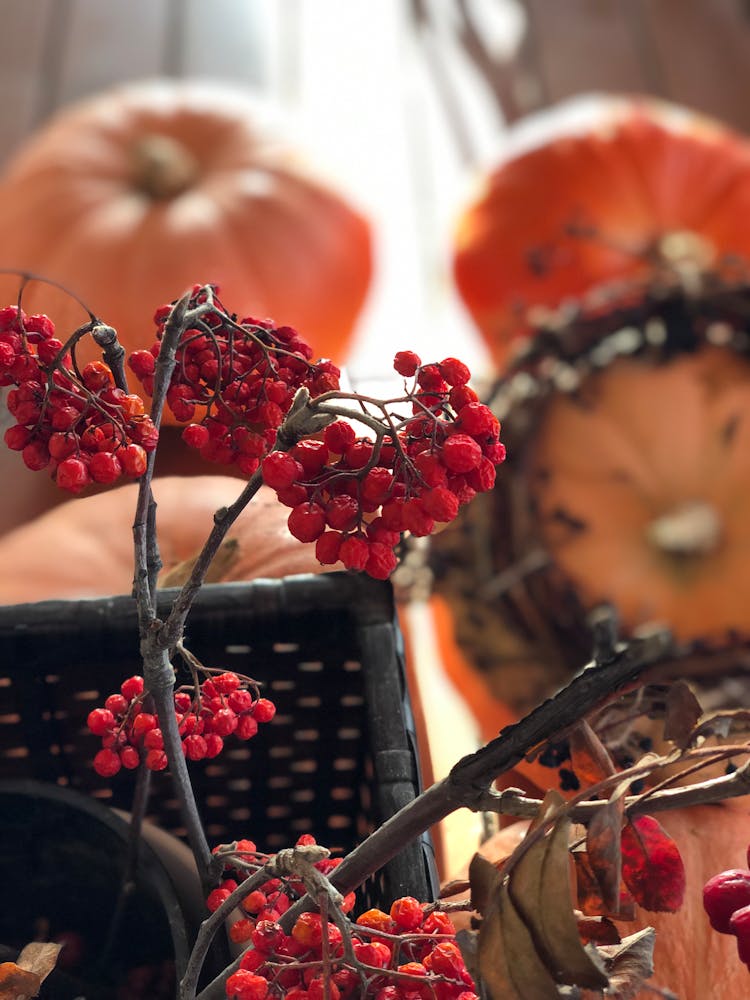 Hawthorn Branch In Autumn Decorations