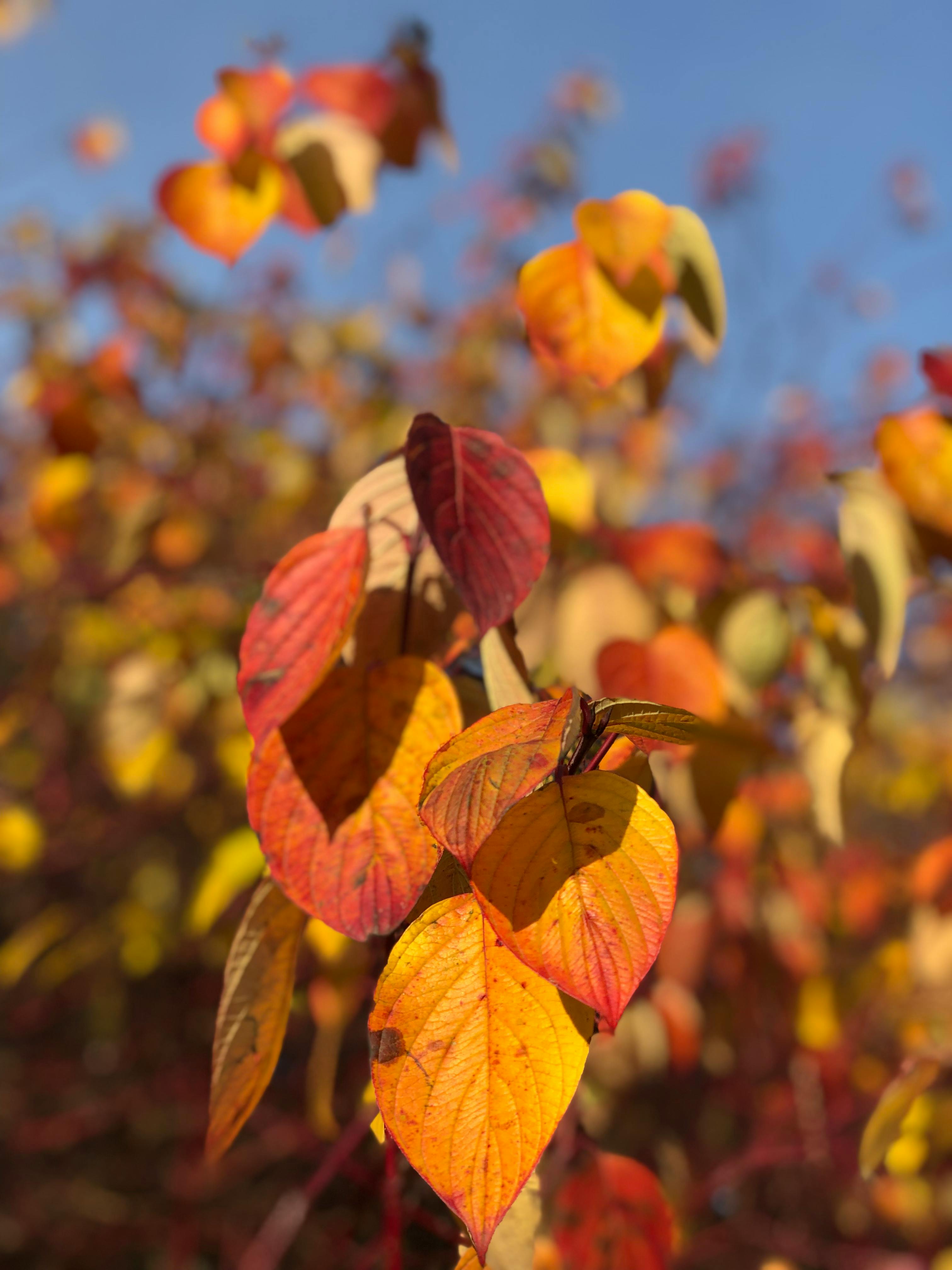 red and yellow leaves of plants