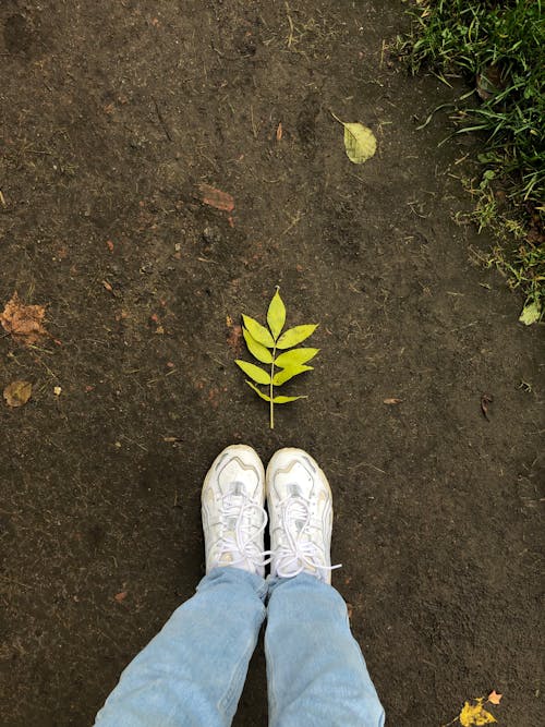Imagine de stoc gratuită din fotografiere verticală, frunze, pantofi
