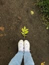 White Sneakers Near a Plant with Green Leaves