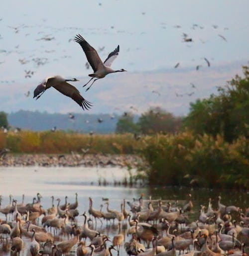 kuşlar, manzara, Su içeren Ücretsiz stok fotoğraf