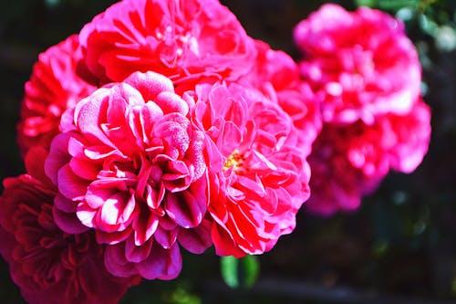Fotografia Em Close Up De Uma Flor Com Pétalas Rosa