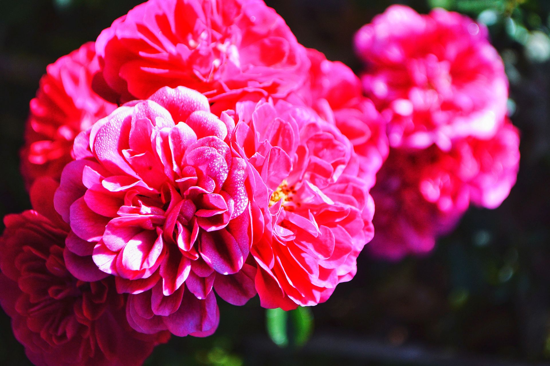 Stunning close-up of vivid pink peonies blooming in a Nairobi garden.