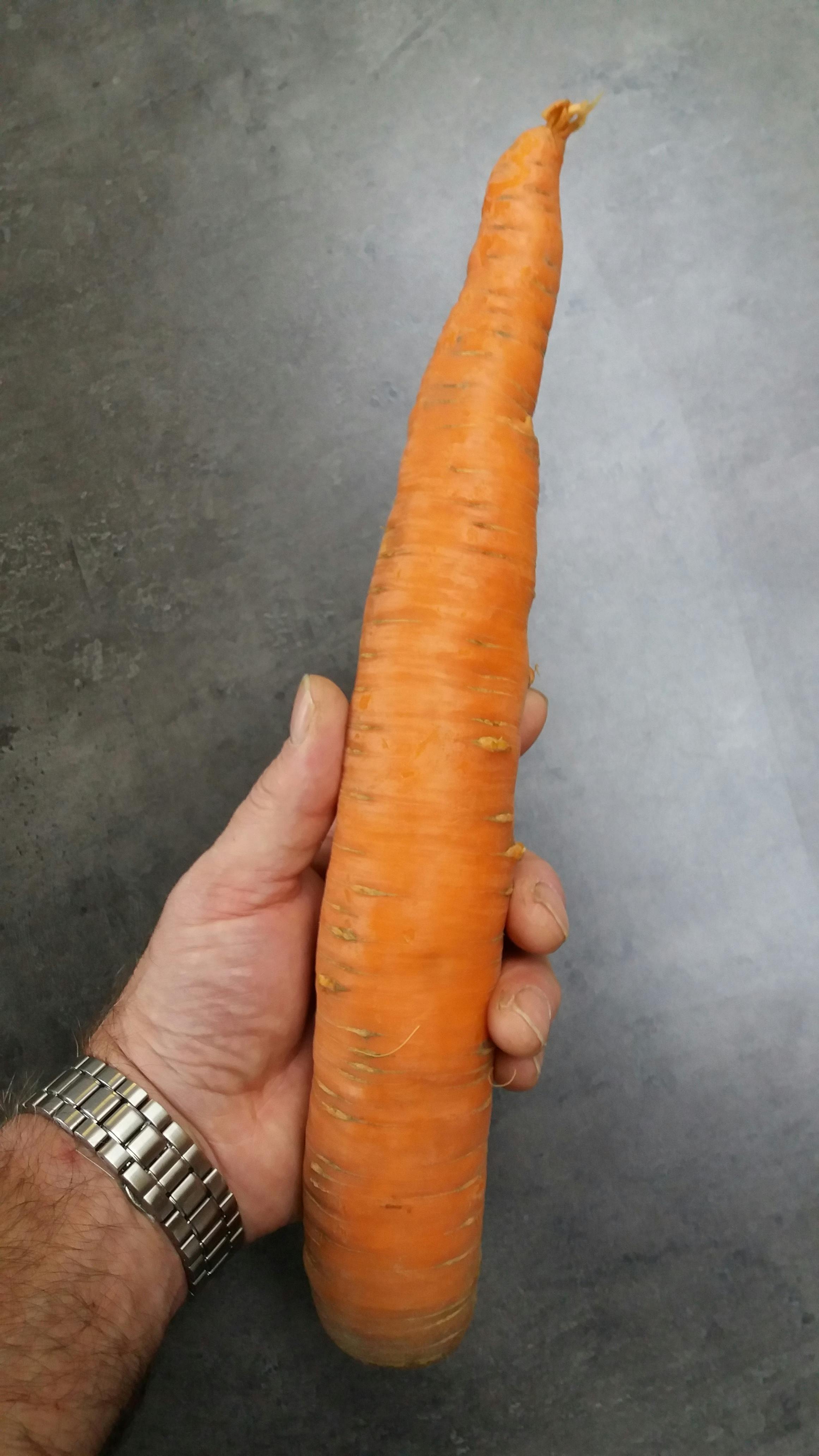 Free stock photo of carrot, hand, orange