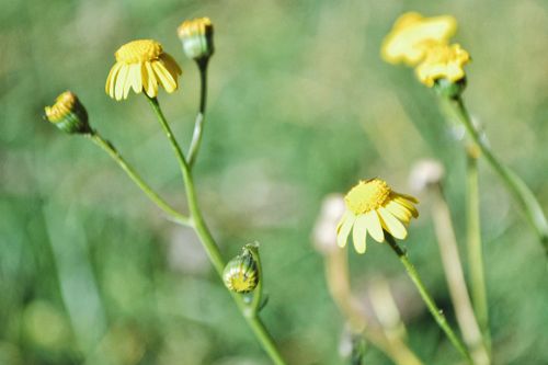 Free Vibrant yellow daisies blooming in a sunny field in Nairobi, Kenya. Stock Photo