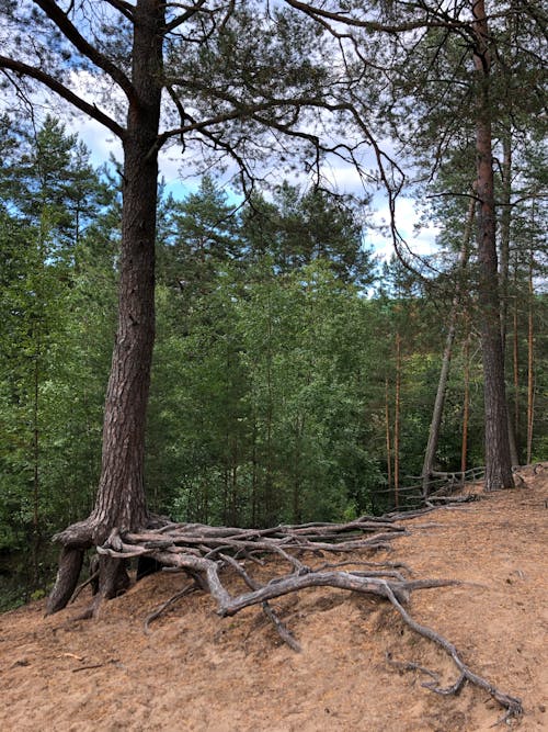 Imagine de stoc gratuită din arbori, fotografie cu natură, fotografiere verticală