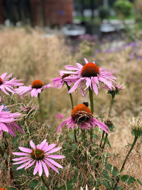 Foto stok gratis coneflower, fotografi bunga, kelopak