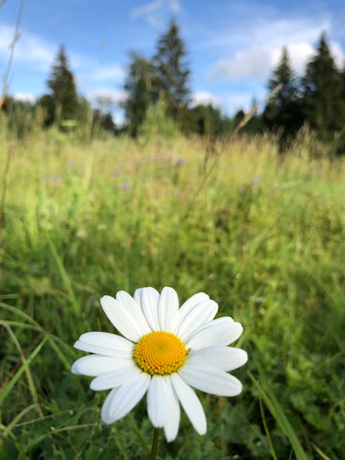 A White Daisy in Bloom