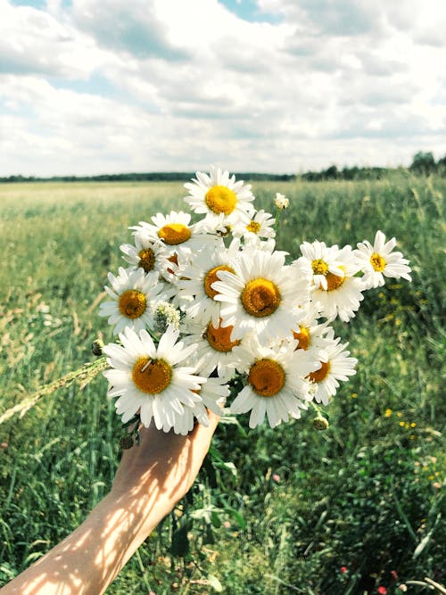 Foto stok gratis aster putih, berkembang, fotografi bunga