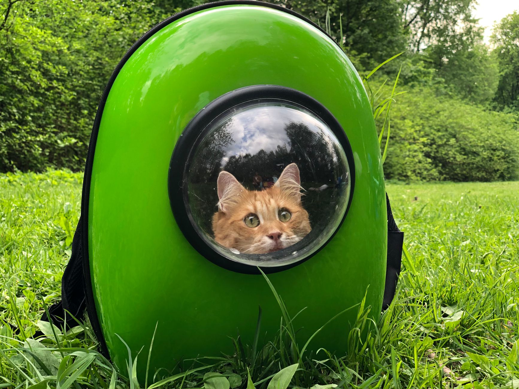 Best Travel Cat Carriers for Airplanes (2026) – Comfortable, Airline-Approved Options for Stress-Free Trips