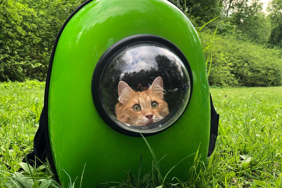 Green hard-shell cat backpack standing in grass, with a long-haired ginger cat's face filling the round clear dome window