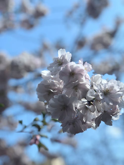 Foto stok gratis bunga putih, bunga sakura, fotografi bunga