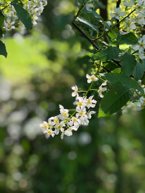 White Flowers on Green Stem