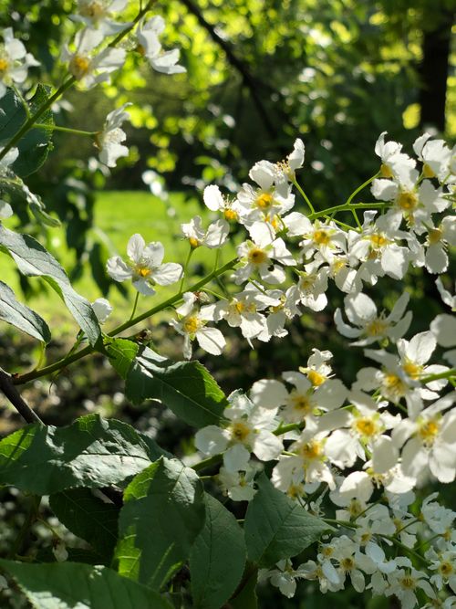 Free Delicate bird cherry blossoms in full bloom on a sunny day, surrounded by green foliage. Stock Photo