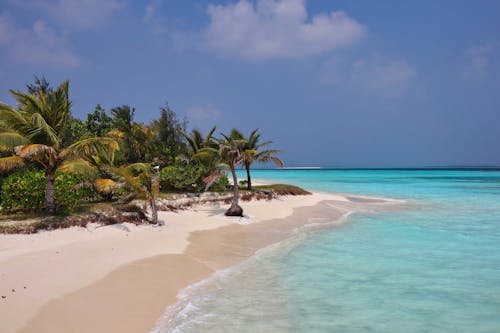 Coconut Trees Near the Seashore