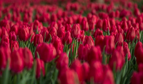 빨간 튤립 꽃밭 클로즈업 사진