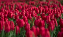 一片盛开着惊艳红色郁金香的田野，展现出鲜艳的色彩与自然美景