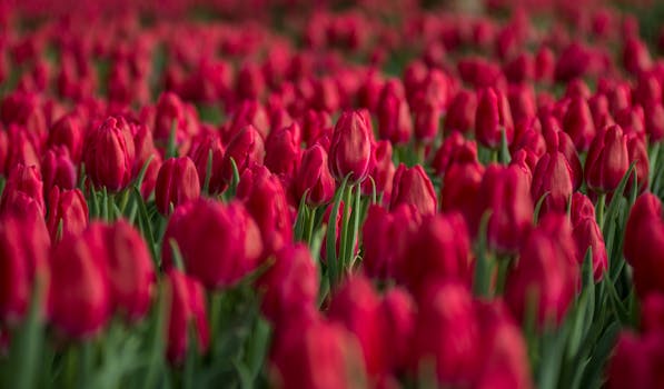 一片盛开着惊艳红色郁金香的田野，展现出鲜艳的色彩与自然美景