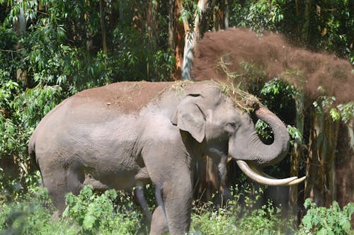 Immagine gratuita di animali allo stato selvatico, elefante, india