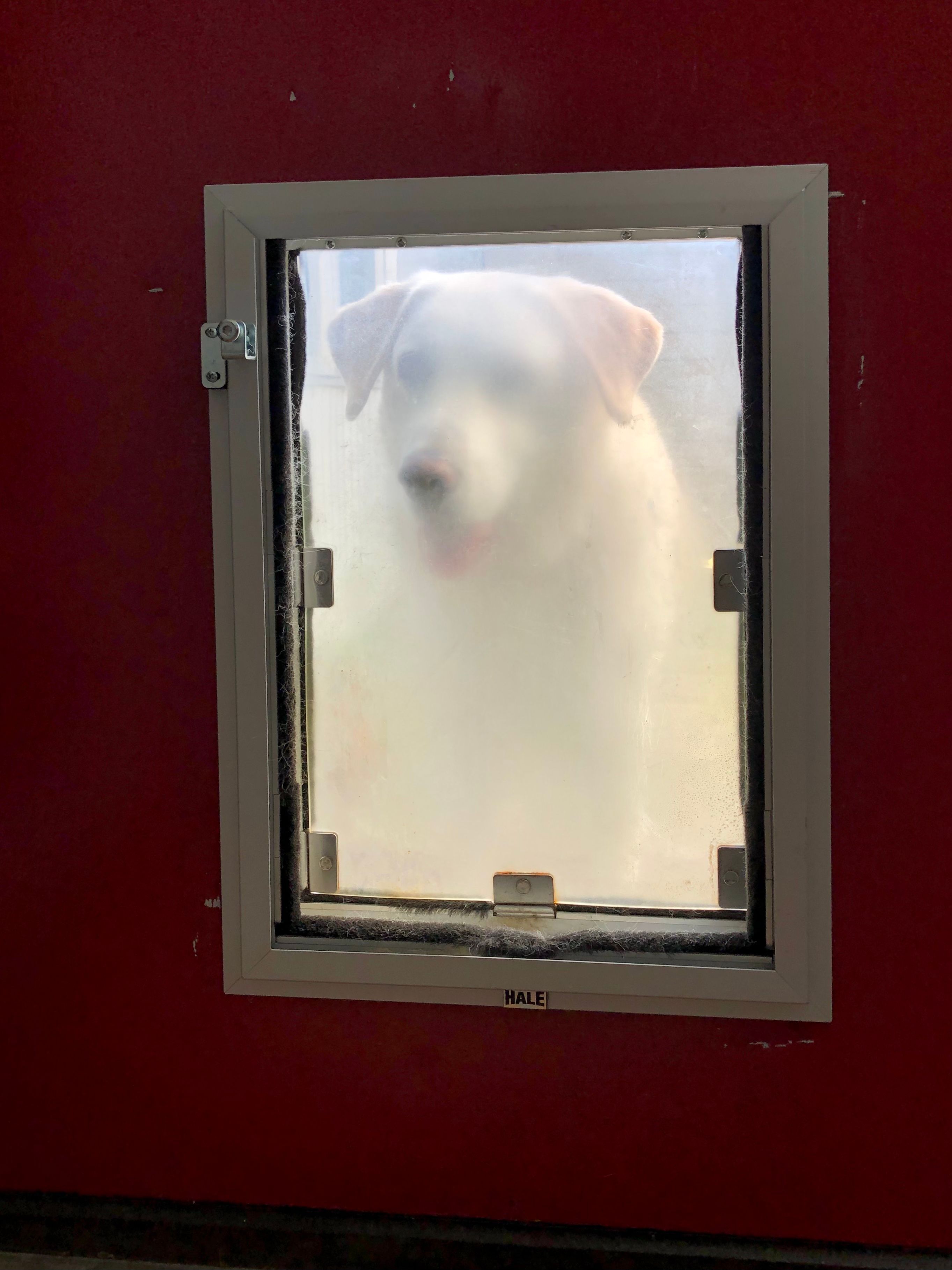 Dog standing at a pet door relevant to Nuvopet electronic pet doors and smart access products